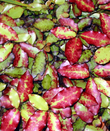 Pepper Tree